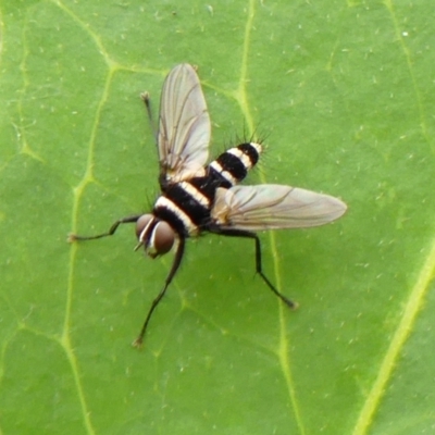 Trigonospila sp. (genus) (A Bristle Fly) at Wingecarribee Local Government Area - 22 Jan 2024 by Curiosity
