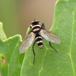 Trigonospila sp. (genus) at Wingecarribee Local Government Area - 22 Jan 2024