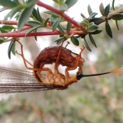 Nymphes myrmeleonoides (Blue eyes lacewing) at Cook, ACT - 30 Jan 2024 by CathB