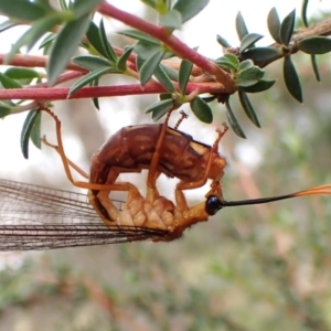 Nymphes myrmeleonoides at Mount Painter - 30 Jan 2024