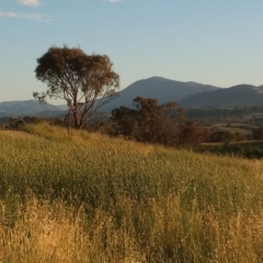 Phalaris aquatica (Phalaris, Australian Canary Grass) at Kambah, ACT - 24 Jan 2024 by michaelb