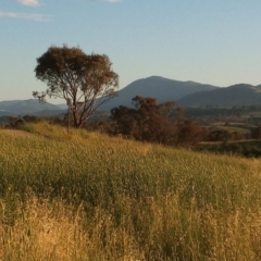 Phalaris aquatica (Phalaris, Australian Canary Grass) at Urambi Hills - 24 Jan 2024 by michaelb