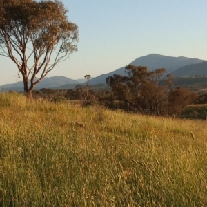 Phalaris aquatica at Urambi Hills - 24 Jan 2024