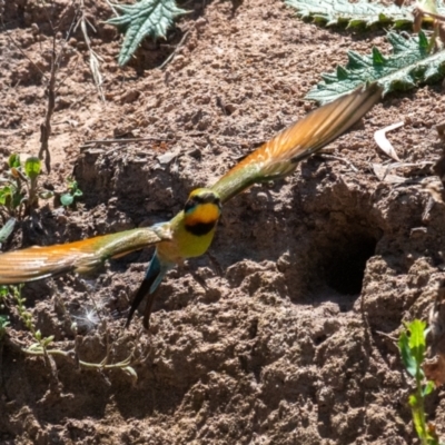 Merops ornatus (Rainbow Bee-eater) at Bowning, NSW - 29 Jan 2024 by androo