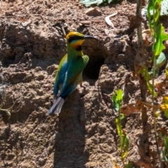 Merops ornatus at Bowning, NSW - 29 Jan 2024