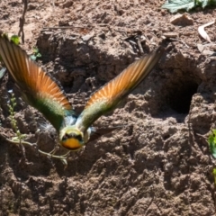 Merops ornatus at Bowning, NSW - 29 Jan 2024