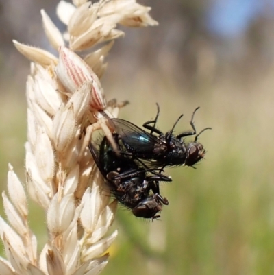 Unidentified True fly (Diptera) at Mount Painter - 30 Jan 2024 by CathB