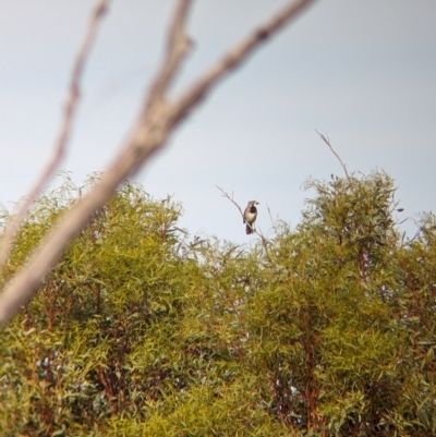 Oreoica gutturalis (Crested Bellbird) at Ouyen, VIC - 26 Jan 2024 by Darcy