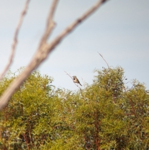 Oreoica gutturalis at Ouyen, VIC - 26 Jan 2024