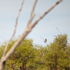 Oreoica gutturalis at Ouyen, VIC - 26 Jan 2024 08:47 AM