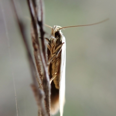 Unidentified Concealer moth (Oecophoridae) at Mount Painter - 31 Jan 2024 by CathB