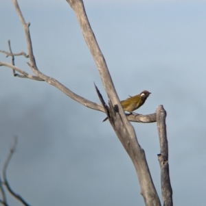 Nesoptilotis leucotis at Ouyen, VIC - 26 Jan 2024 08:47 AM