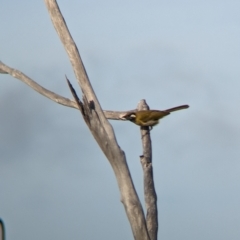 Nesoptilotis leucotis at Ouyen, VIC - 26 Jan 2024 08:47 AM