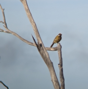 Nesoptilotis leucotis at Ouyen, VIC - 26 Jan 2024 08:47 AM