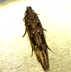 Bondia nigella (A Fruitworm moth (Family Carposinidae)) at Cook, ACT - 30 Jan 2024 by CathB