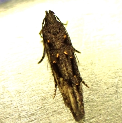 Bondia nigella (A Fruitworm moth (Family Carposinidae)) at Cook, ACT - 30 Jan 2024 by CathB