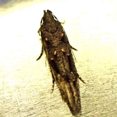 Bondia nigella (A Fruitworm moth (Family Carposinidae)) at Cook, ACT - 29 Jan 2024 by CathB