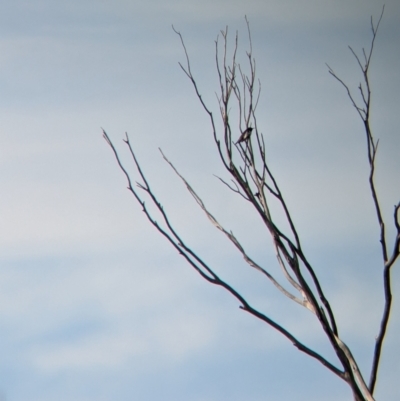 Sugomel nigrum (Black Honeyeater) at Ouyen, VIC - 25 Jan 2024 by Darcy