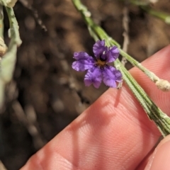 Dampiera lanceolata (Lance-leaf Dampiera) at Ouyen, VIC - 26 Jan 2024 by Darcy