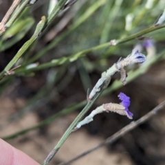 Dampiera lanceolata at Ouyen, VIC - 26 Jan 2024 08:55 AM