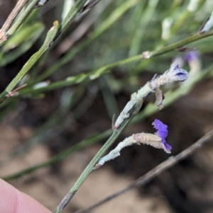Dampiera lanceolata at Ouyen, VIC - 26 Jan 2024 08:55 AM