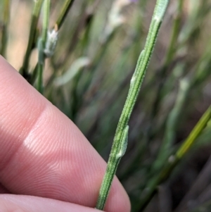 Dampiera lanceolata at Ouyen, VIC - 26 Jan 2024