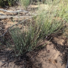 Dampiera lanceolata at Ouyen, VIC - 26 Jan 2024