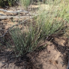 Dampiera lanceolata at Ouyen, VIC - 26 Jan 2024 08:55 AM