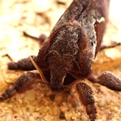 Elhamma australasiae (A Swift or Ghost moth (Hepialidae)) at Cook, ACT - 30 Jan 2024 by CathB