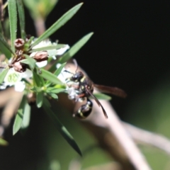 Unidentified Bee (Hymenoptera, Apiformes) at Cook, ACT - 27 Jan 2024 by Tammy