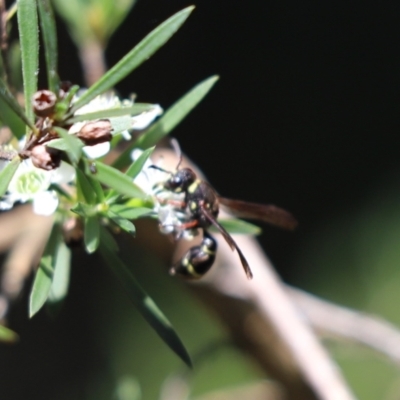 Lasioglossum (Australictus) peraustrale at Cook, ACT - 27 Jan 2024 by Tammy