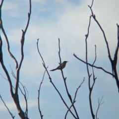 Acanthagenys rufogularis (Spiny-cheeked Honeyeater) at Ouyen, VIC - 26 Jan 2024 by Darcy