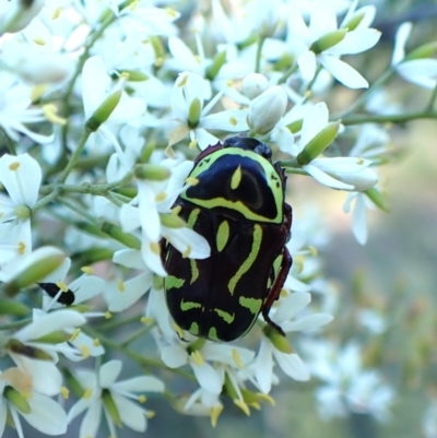 Eupoecila australasiae (Fiddler Beetle) at Cook, ACT - 11 Jan 2024 by CathB