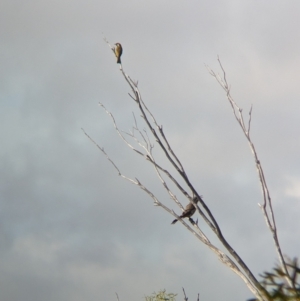 Nesoptilotis leucotis at Ouyen, VIC - 26 Jan 2024 09:03 AM