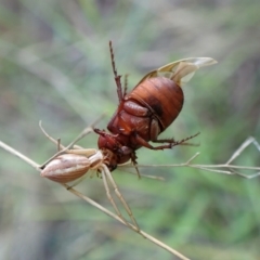 Sericesthis nigrolineata at Mount Painter - 12 Jan 2024