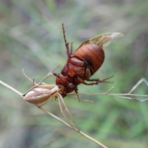 Sericesthis nigrolineata at Mount Painter - 12 Jan 2024