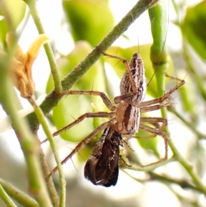 Nemophora (genus) at Mount Painter - 20 Jan 2024