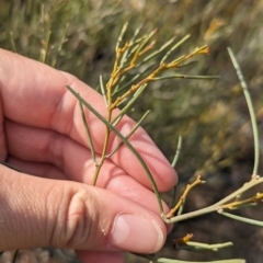 Acacia rigens (Needle Wattle) at Ouyen, VIC - 26 Jan 2024 by Darcy