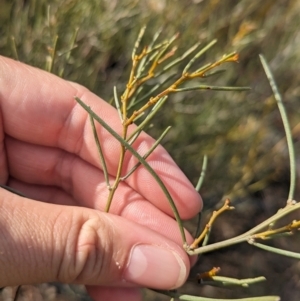 Acacia rigens at Ouyen, VIC - 26 Jan 2024 09:16 AM