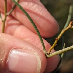 Acacia rigens at Ouyen, VIC - 26 Jan 2024