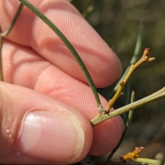 Acacia rigens at Ouyen, VIC - 26 Jan 2024