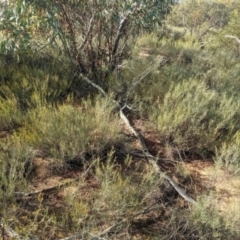 Acacia rigens at Ouyen, VIC - 26 Jan 2024