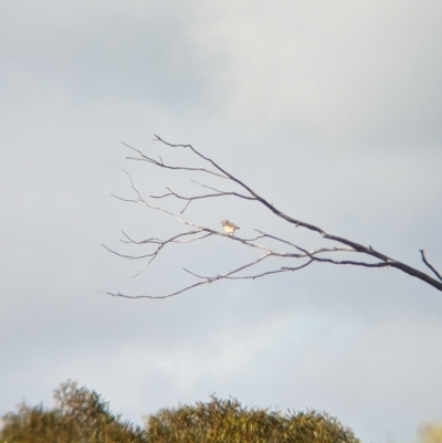 Oreoica gutturalis (Crested Bellbird) at Ouyen, VIC - 25 Jan 2024 by Darcy