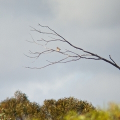 Oreoica gutturalis at Ouyen, VIC - 26 Jan 2024