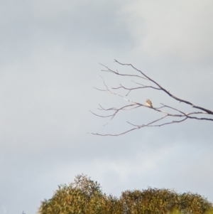 Oreoica gutturalis at Ouyen, VIC - 26 Jan 2024