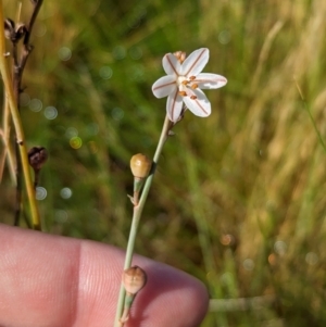 Asphodelus fistulosus at Ouyen, VIC - 26 Jan 2024