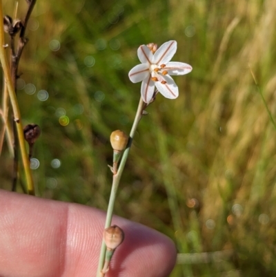 Asphodelus fistulosus (Onion Weed) at Ouyen, VIC - 26 Jan 2024 by Darcy