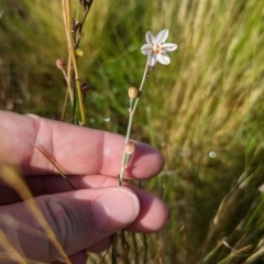 Asphodelus fistulosus at Ouyen, VIC - 26 Jan 2024