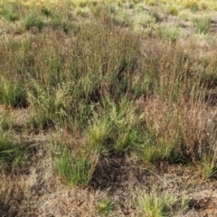 Asphodelus fistulosus at Ouyen, VIC - 26 Jan 2024