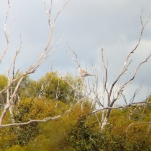 Ocyphaps lophotes at Ouyen, VIC - 26 Jan 2024